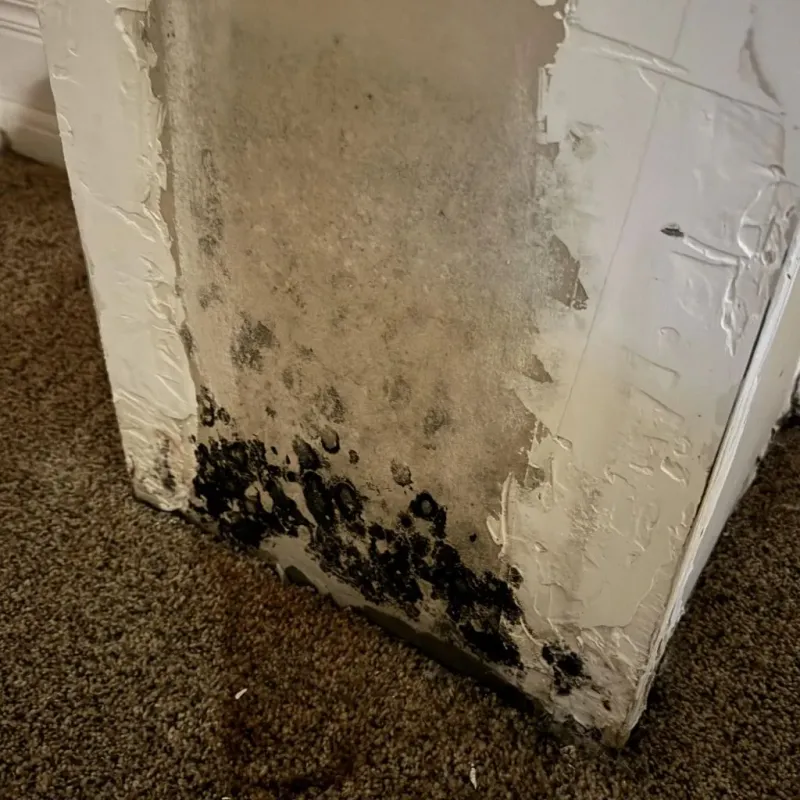 Professional Mold Removal in San Benito County, CA